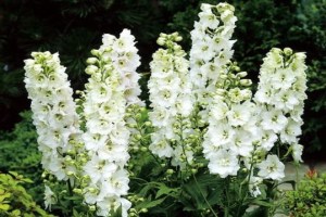 Delphinium_culto_4ce39d7fbdcb9.jpg
